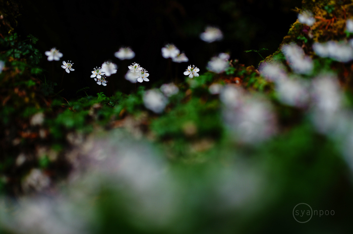お写ん歩: SIGMA 24mm F1.4 DG DN | Artアーカイブ